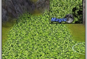 Gras1-280612Magic