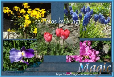 Blumen - Fotoset